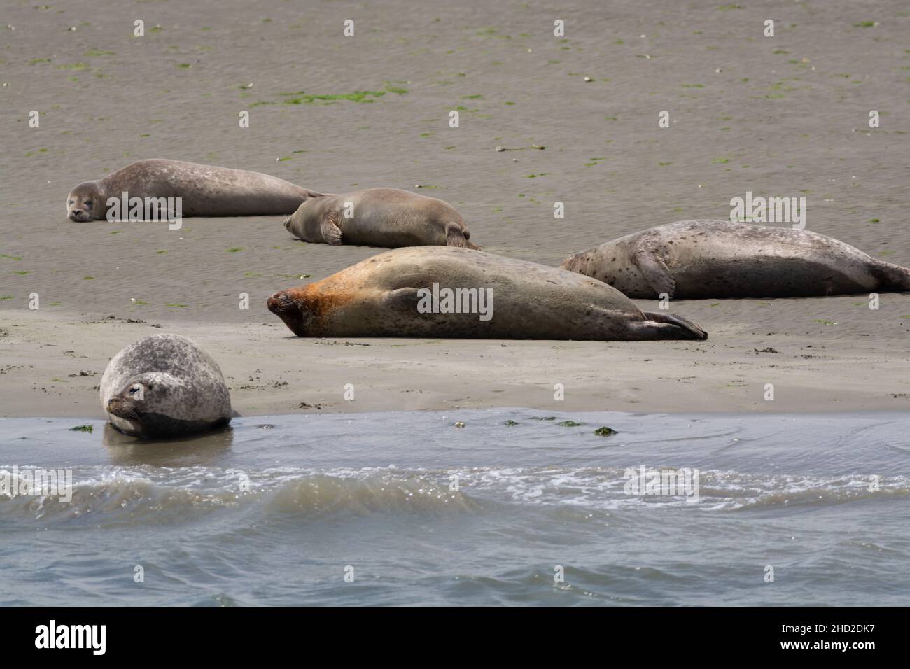 Animal collection, group of big sea seals resting on sandy beach during