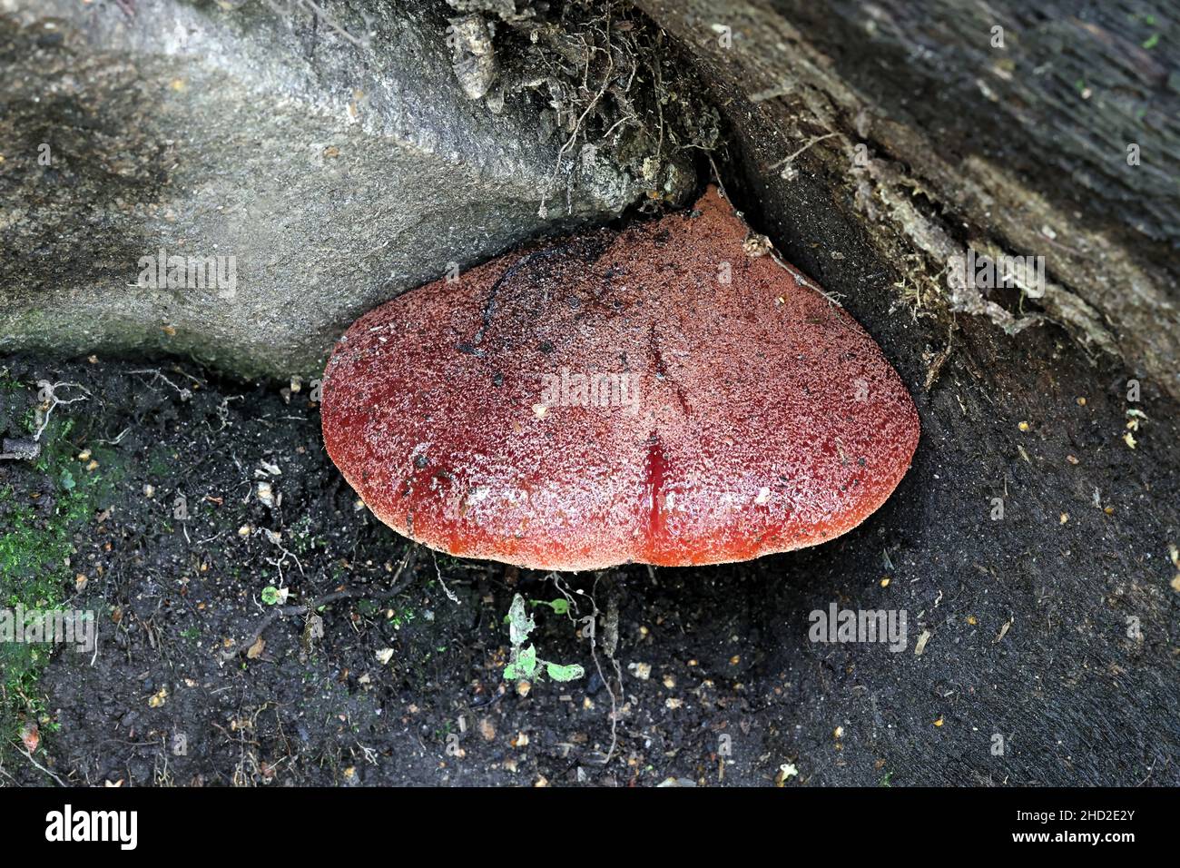 Fistulina hepatica, known as beefsteak fungus, beefsteak polypore, ox tongue, or tongue mushroom, wild polypore from Finland Stock Photo