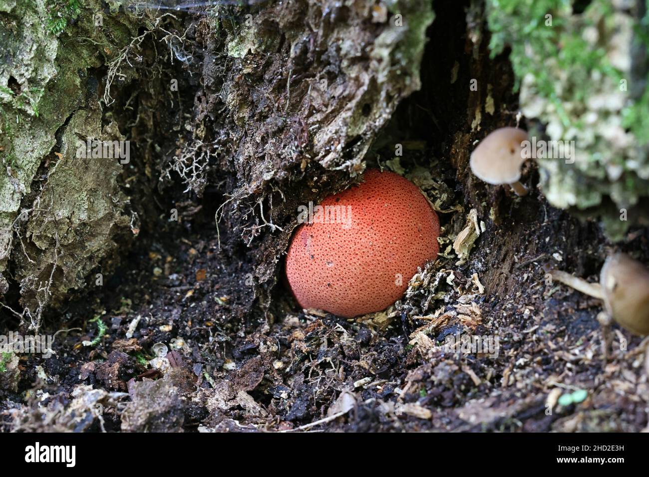 Fistulina hepatica, known as beefsteak fungus, beefsteak polypore, ox tongue, or tongue mushroom, wild polypore from Finland Stock Photo