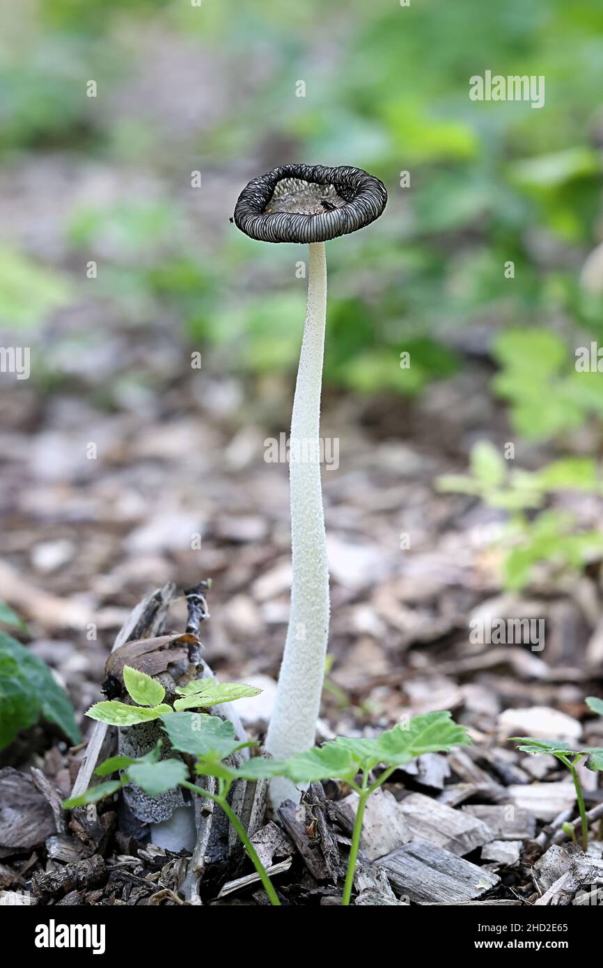 Inky cap mushrooms coprinus hi-res stock photography and images - Alamy