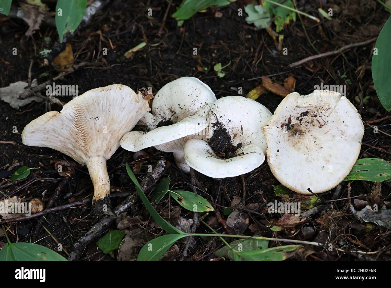 Leucopaxillus giganteus, commonly known as the giant leucopax, the ...