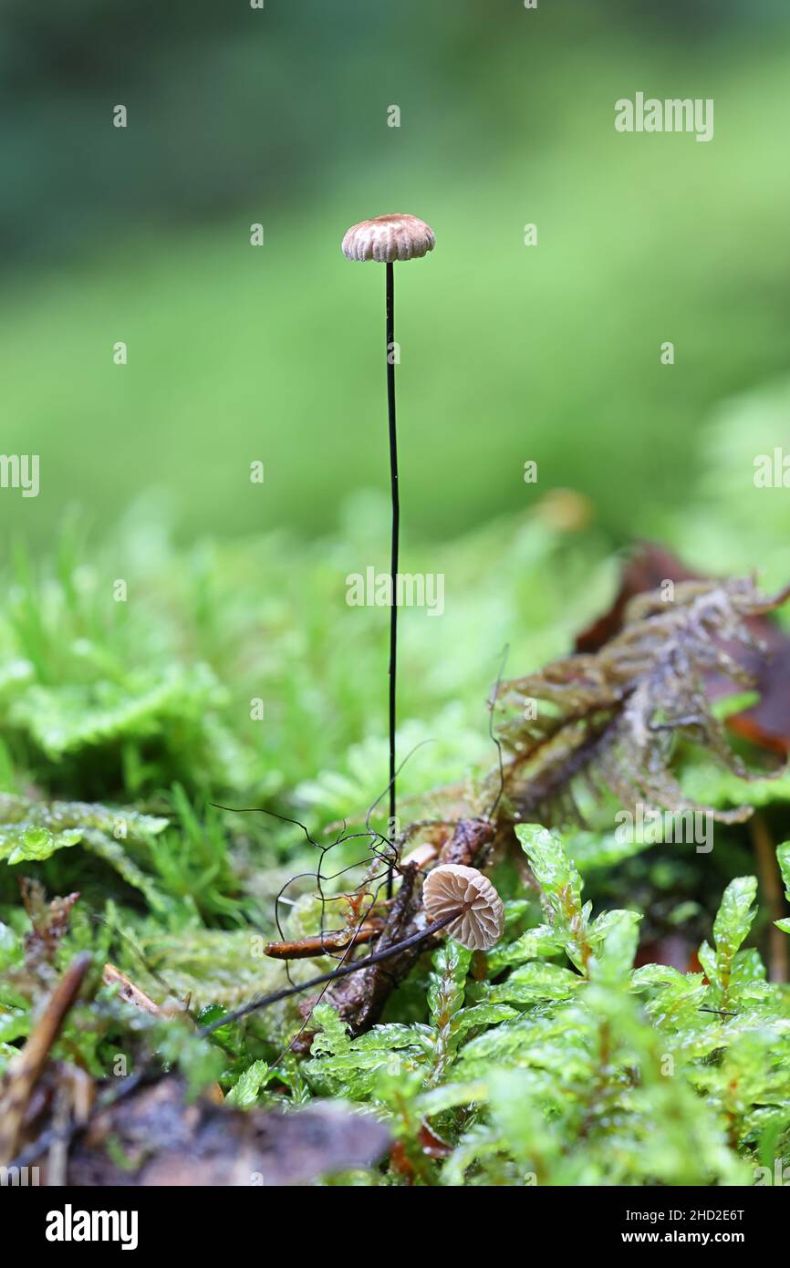 gymnopus-androsaceus-known-as-horsehair-parachute-mushrooms-from