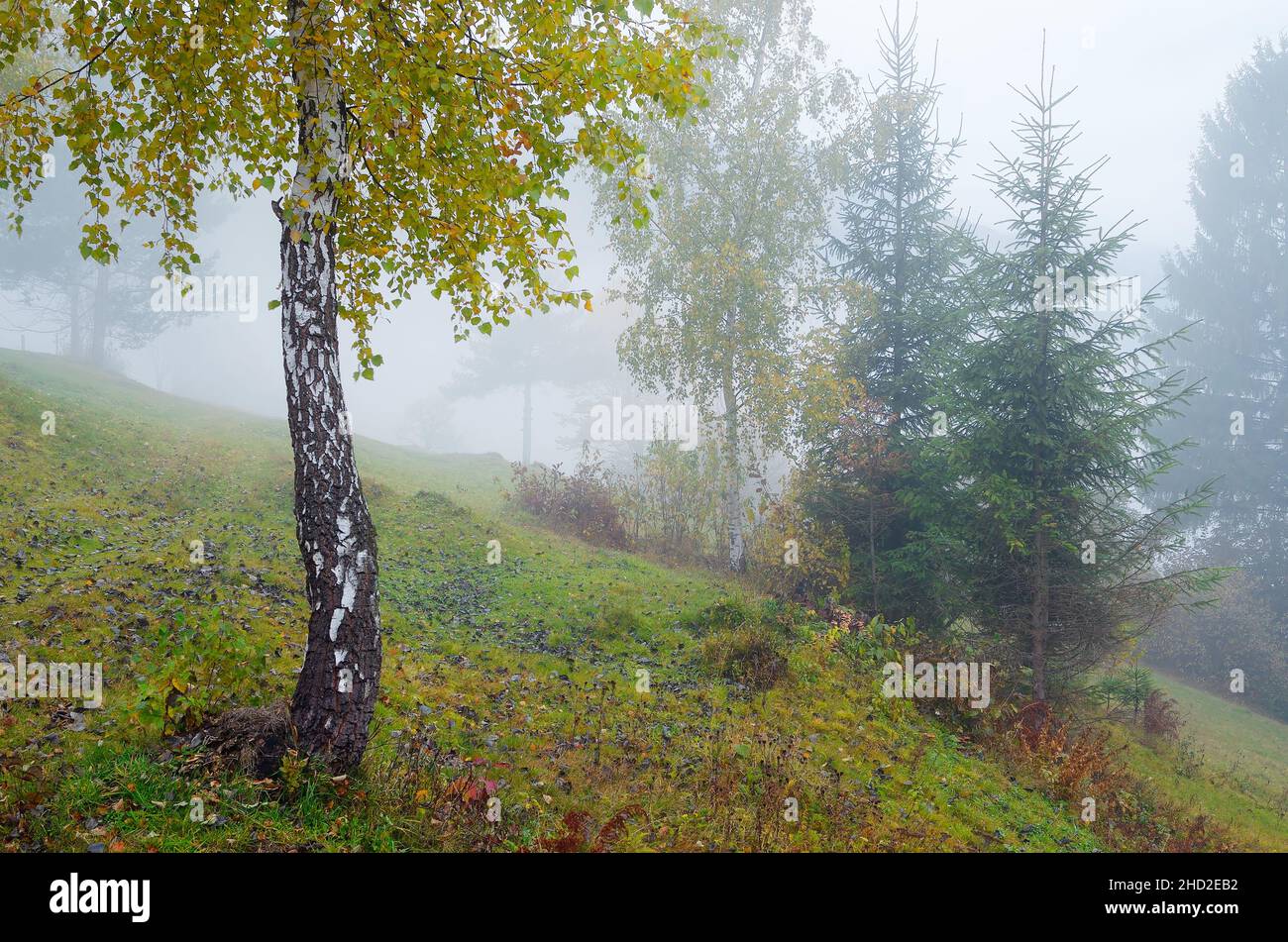 Autumn landscape with fog. Trees on the slopes of a hill in the mountain village Stock Photo