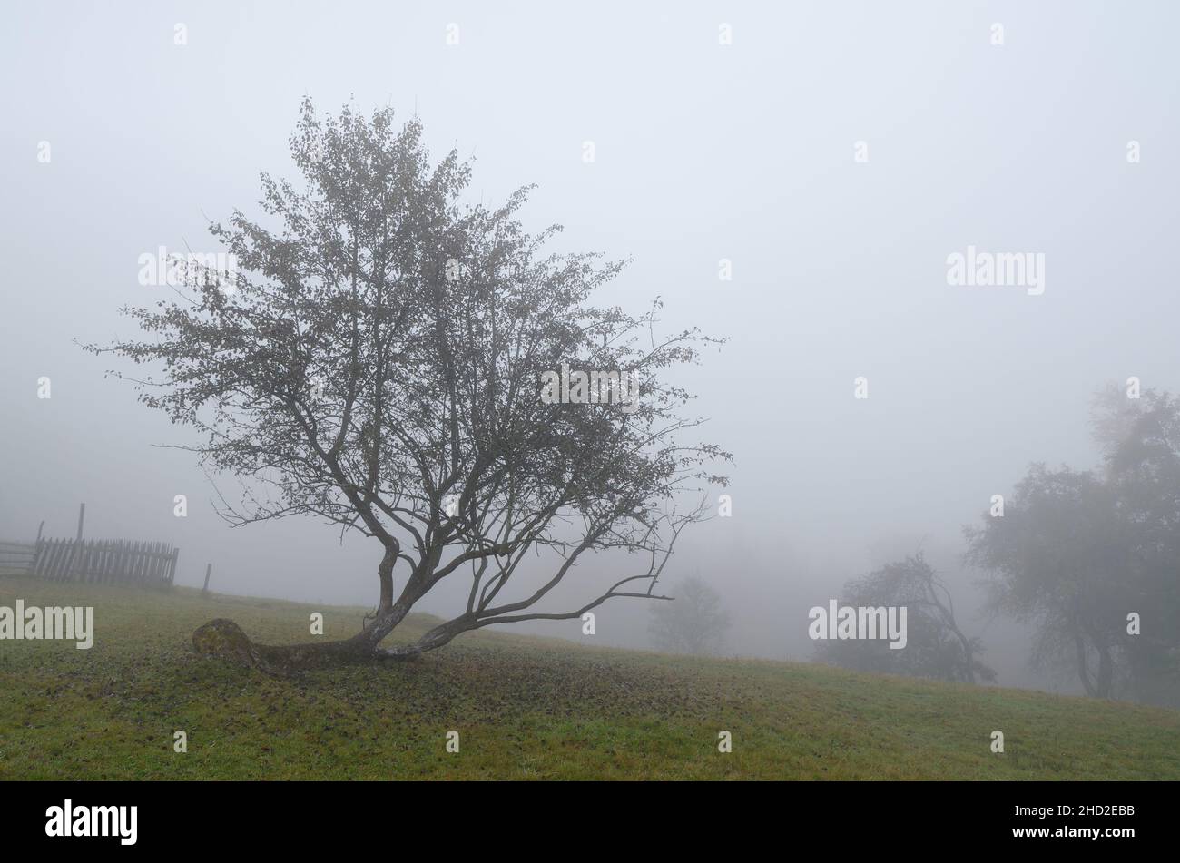 Crooked apple trees hires stock photography and images Alamy