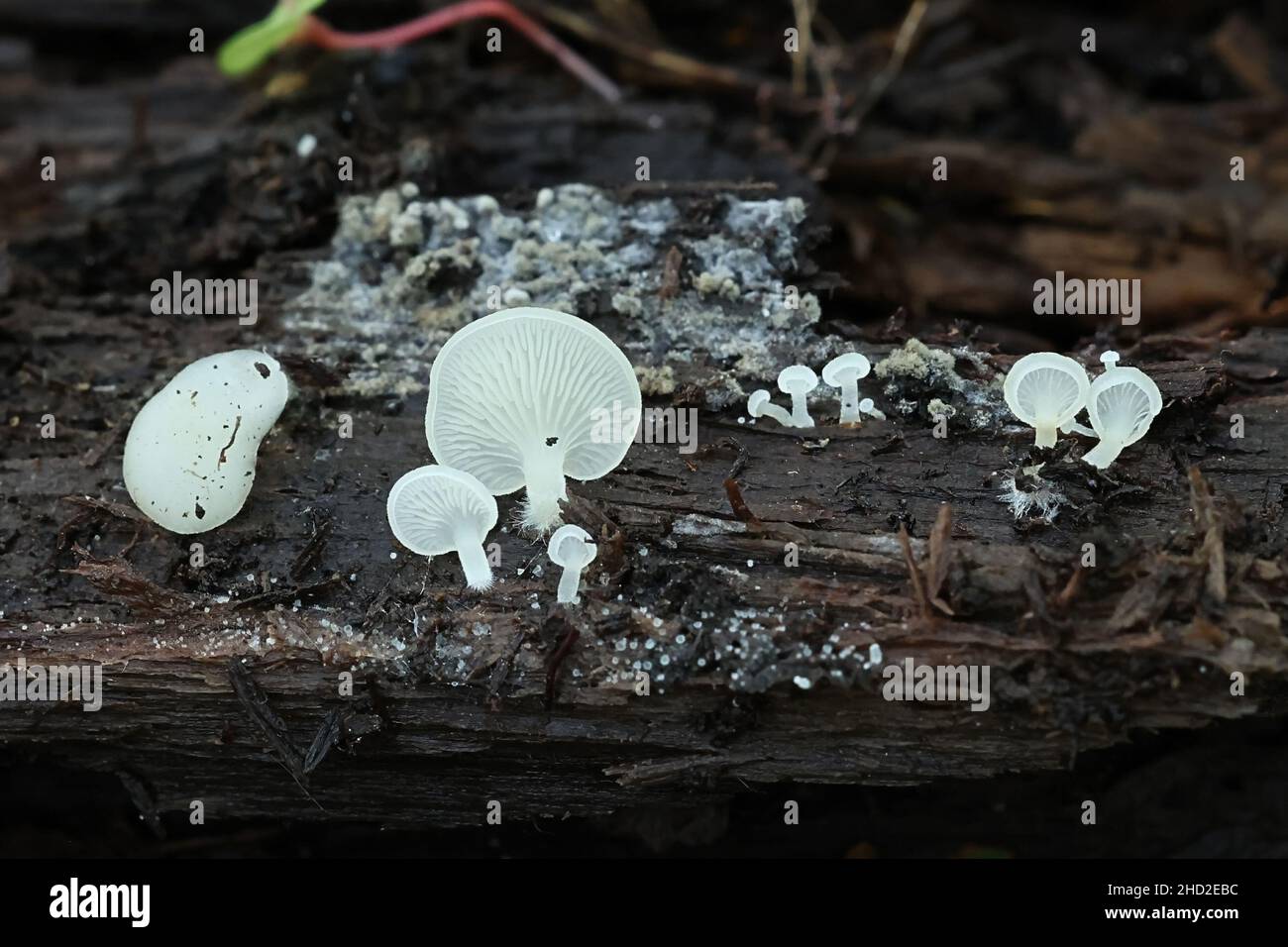 Cheimonophyllum candidissimum, pleutoroid fungus from Finland, no common English name Stock Photo