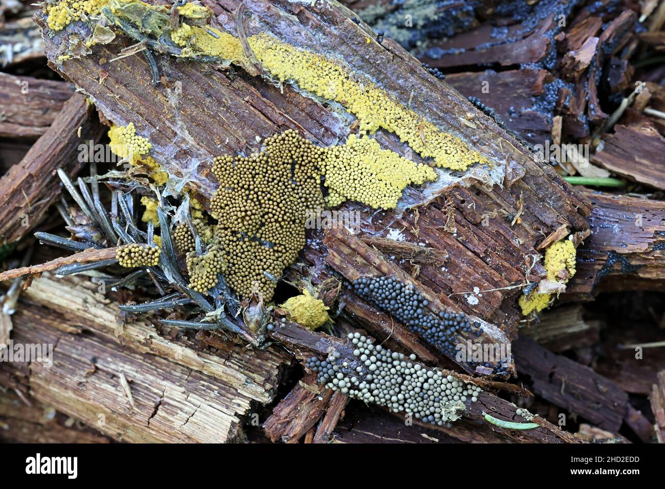 Trichia favoginea and Cribraria argillacea, two slime mold species from Finland side-by-side on decaying spruce log Stock Photo
