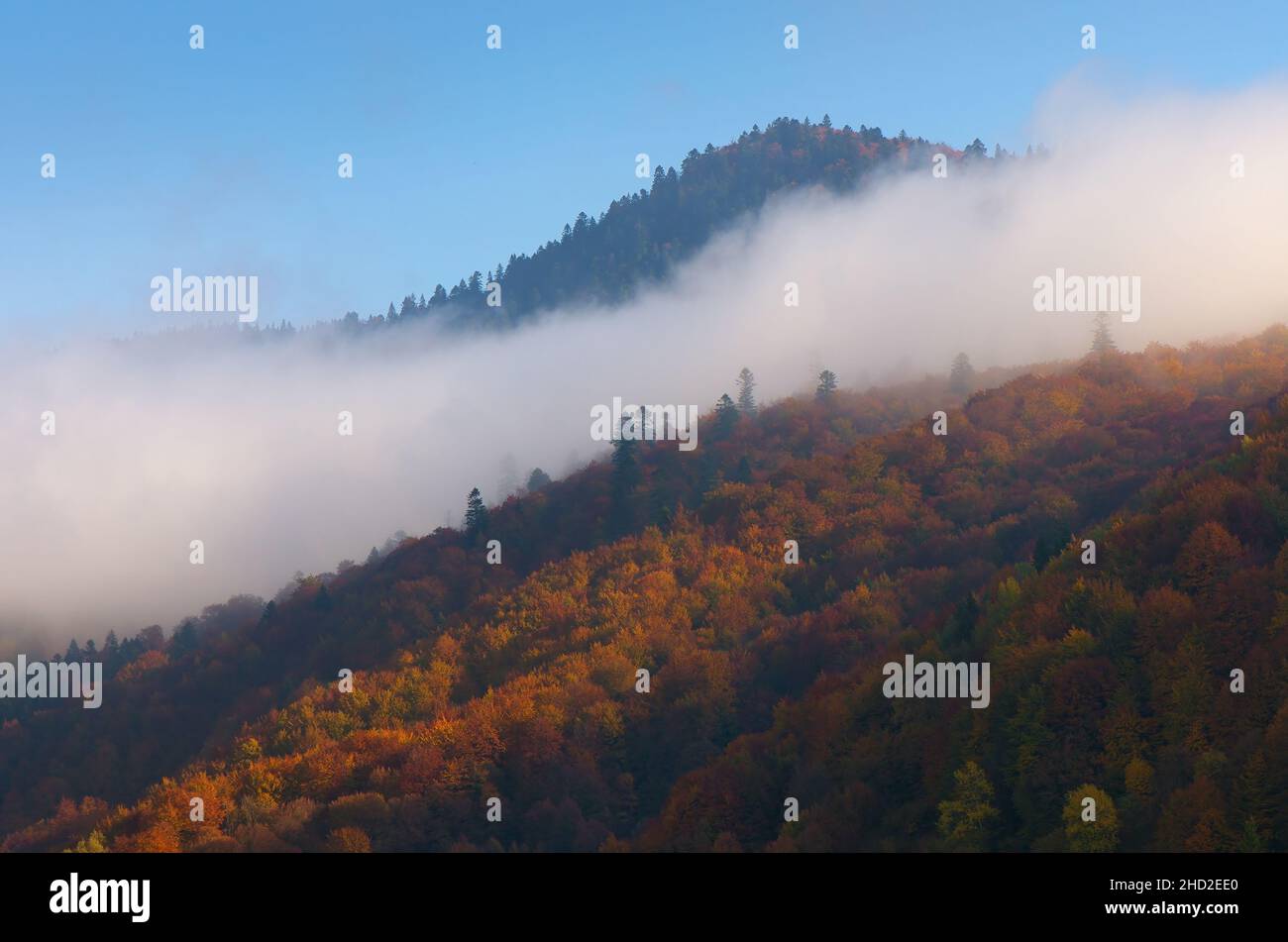 Autumn beech forest. Cloud on the hillside Stock Photo