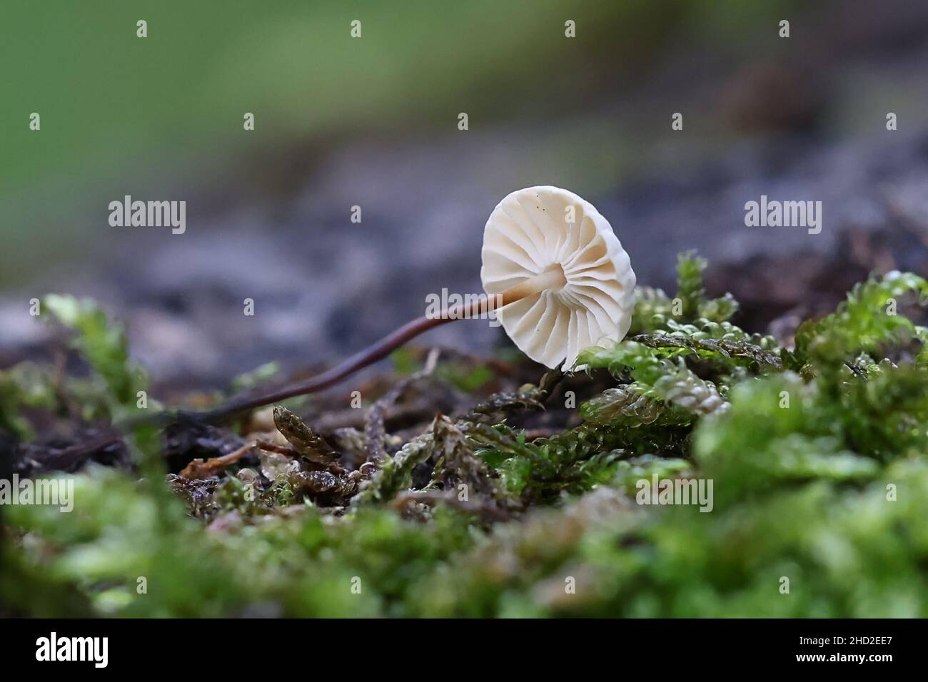 Marasmius rotula, known as pinwheel mushroom, pinwheel marasmius, little wheel,  collared parachute, or horse hair fungus, wild mushroom from Finland Stock Photo