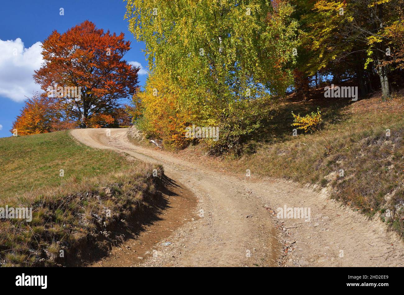 Autumn landscape sunny day with a road in the forest Stock Photo