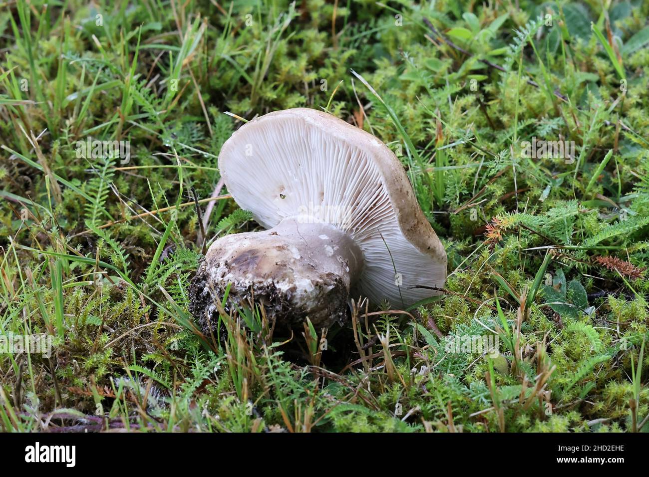 Tricholoma colossus, known as giant knight, wild mushroom from Finland Stock Photo