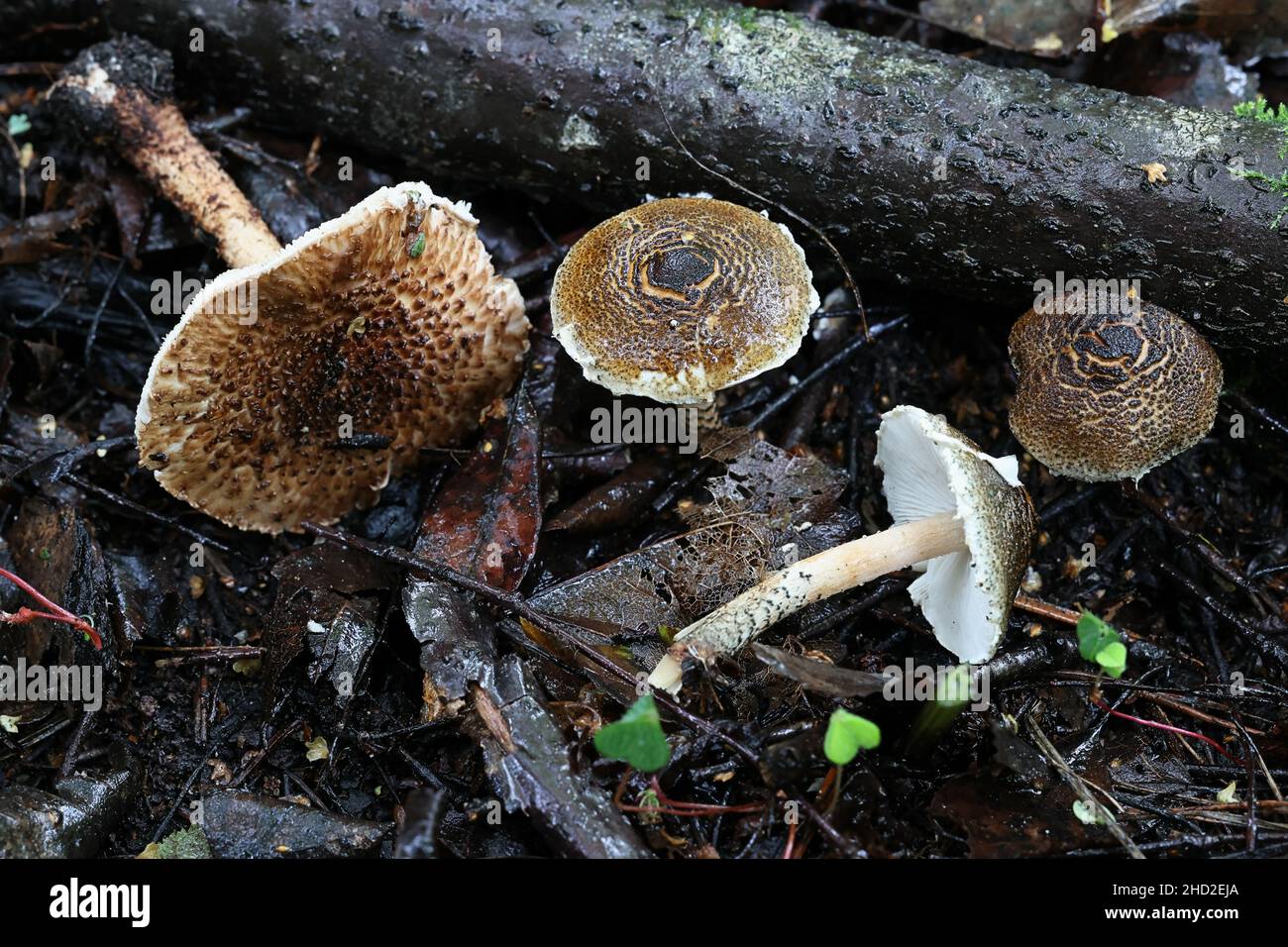 Lepiota grangei, known as the Green Dapperling, wild mushroom from Finland Stock Photo