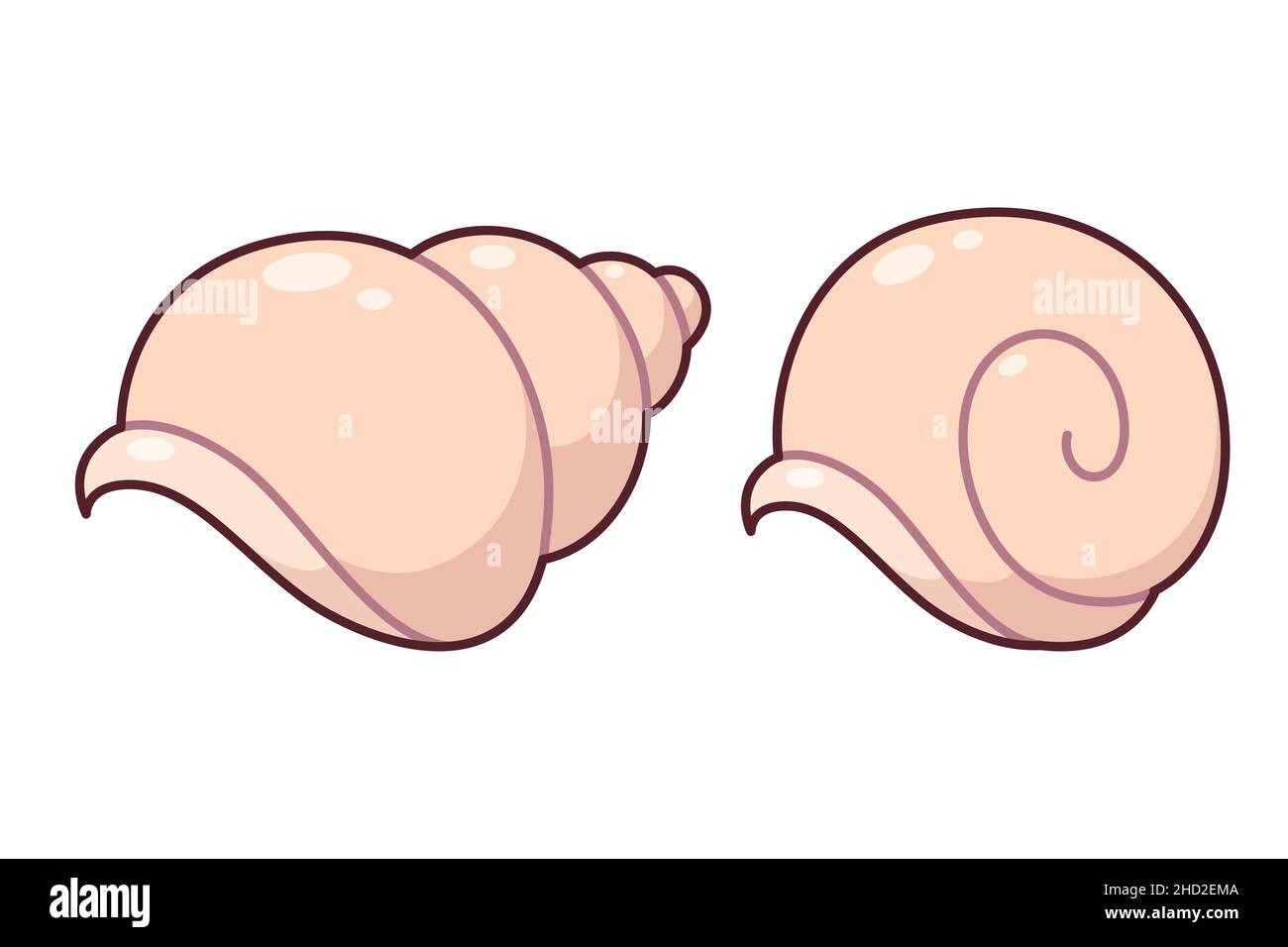 Two cute cartoon shells drawing. Hand drawn empty sea shell and snail shell. Isolated vector clip art illustration. Stock Vector