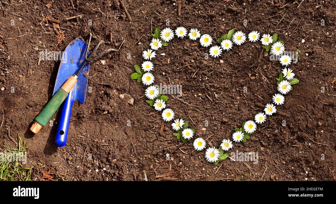 grass and dirt with heart shaped daisies Stock Photo