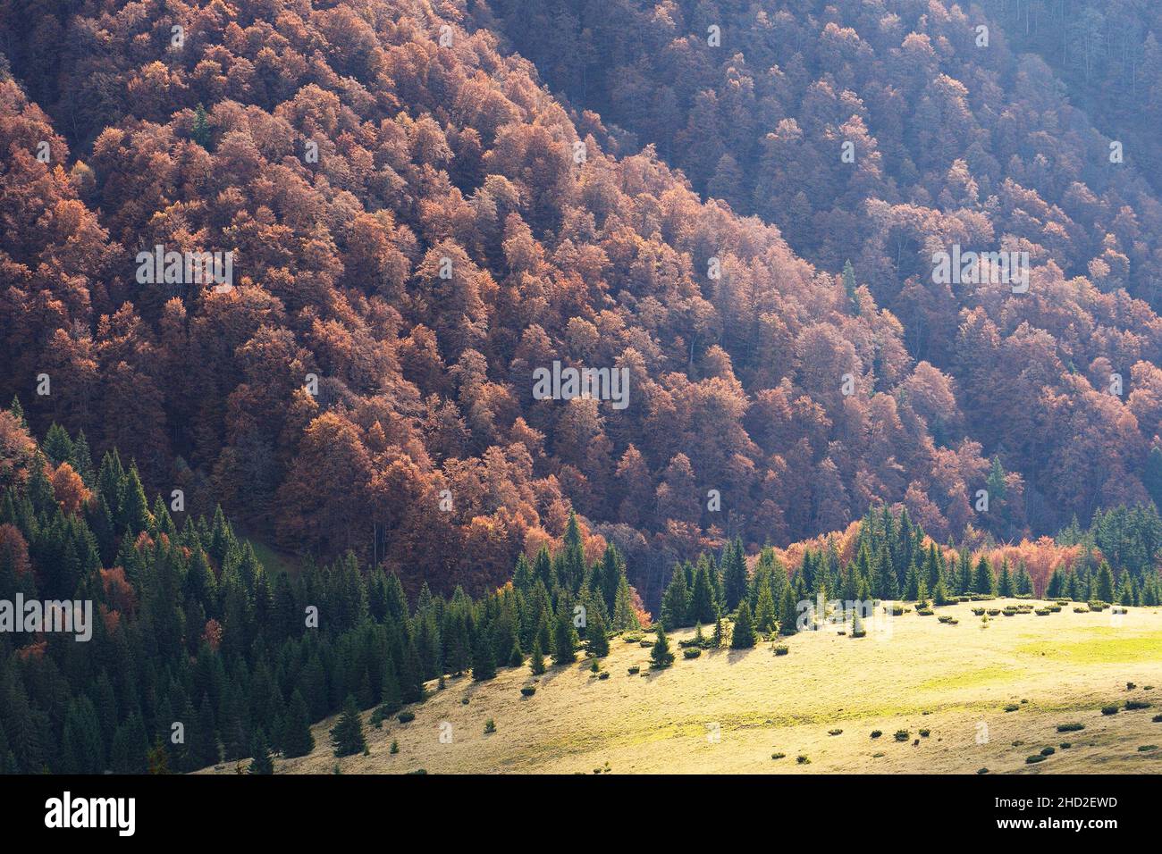Autumn forest on the slopes of the mountains. Natural background Stock Photo