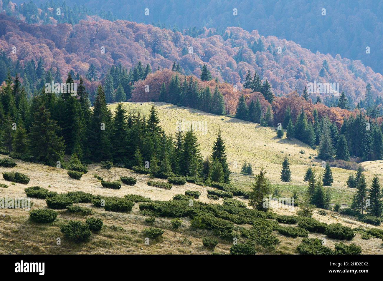 Autumn landscape with a view of the forest on the mountain hills Stock Photo