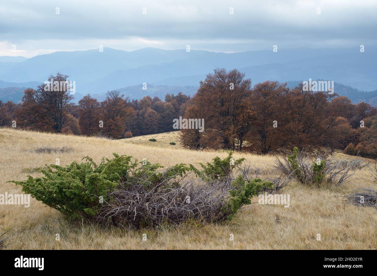 Autumn landscape. Foggy morning in the mountains. Dry juniper bushes. Carpathians, Ukraine, Europe Stock Photo