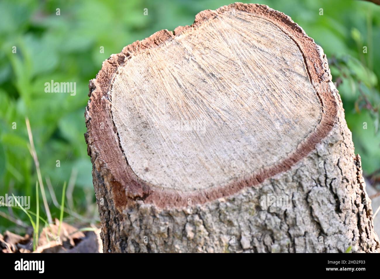closeup the red brown chopped the chunk tree in the farm over out of focus green brown background. Stock Photo