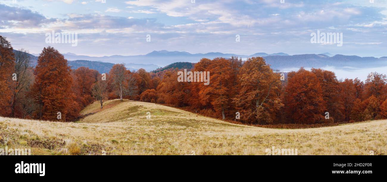 Morning landscape. Autumn panorama. Beech forest. Carpathians, Ukraine, Europe Stock Photo