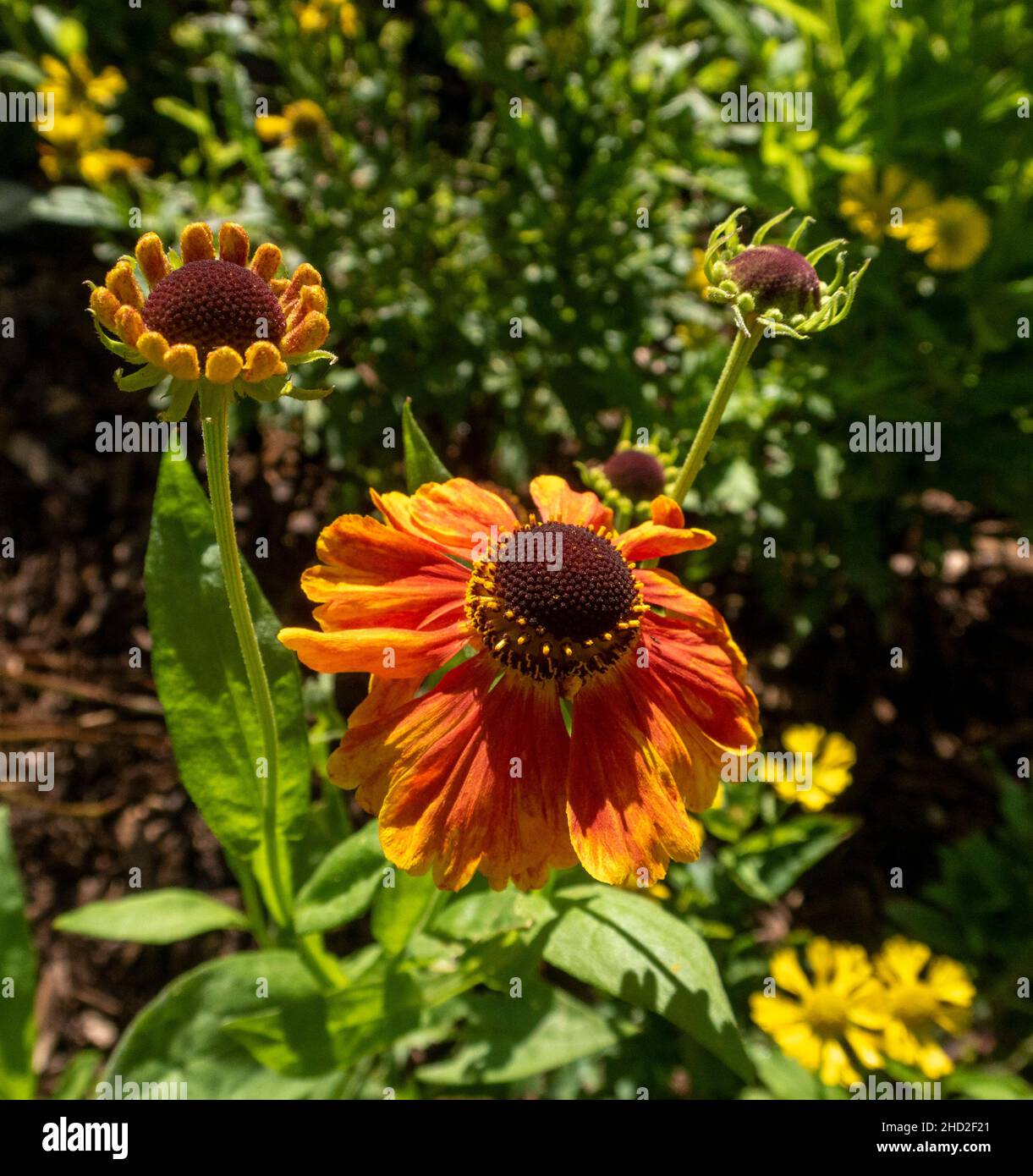 Helenium Carmen, vivid orange yellow autumn flower in a hot garden, Stock Photo