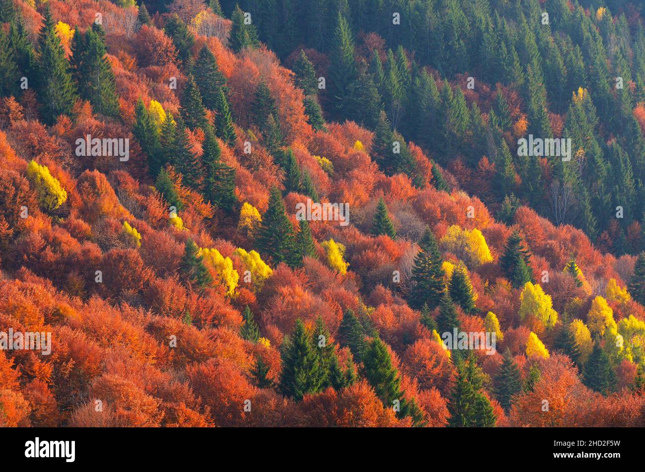 Colors of autumn forest. Trees on the hillside. Beauty in nature. Mountains Carpathians, Ukraine, Europe Stock Photo