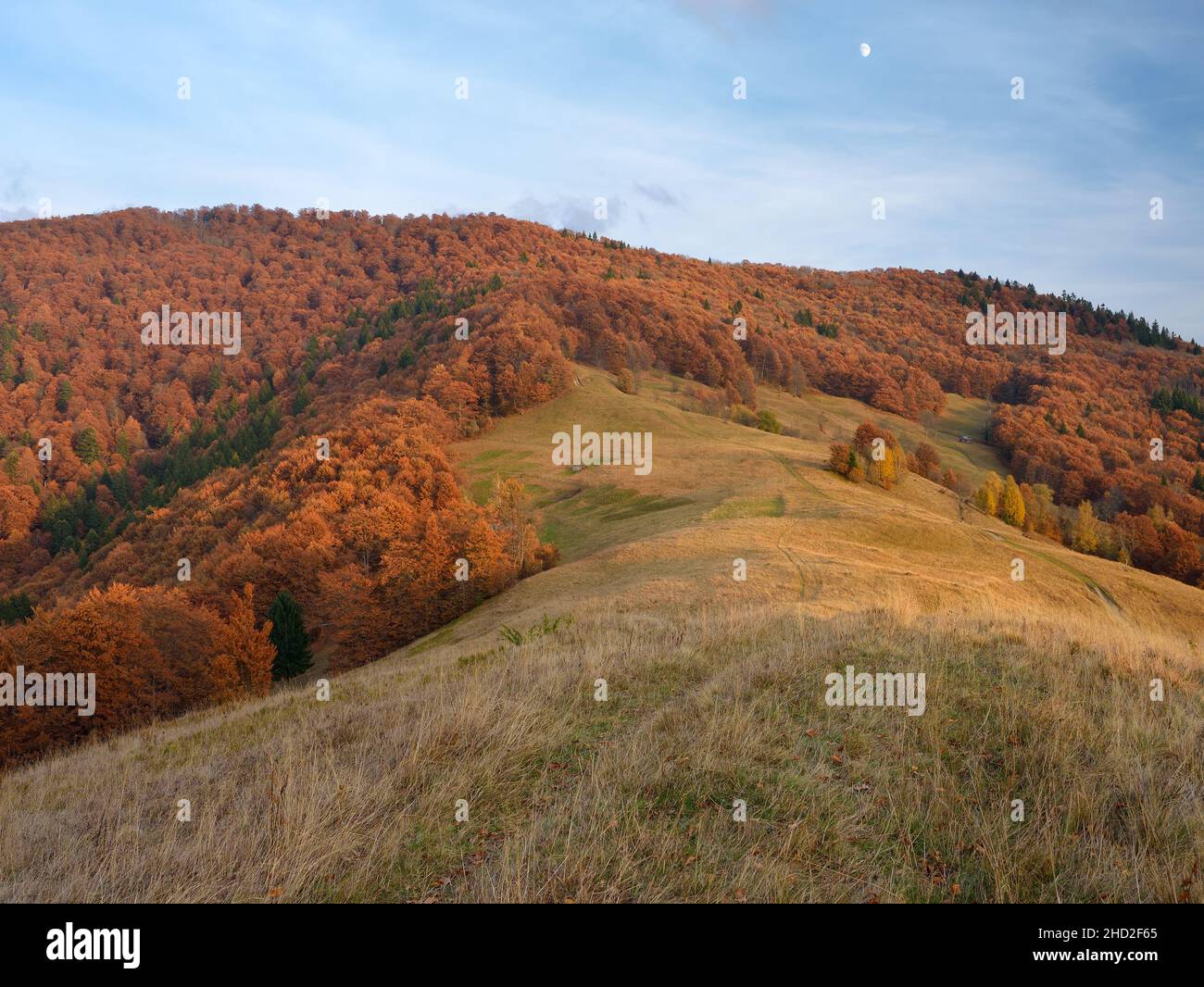 Beech forest on the slopes of the mountains. Autumn landscape. Carpathians, Ukraine, Europe Stock Photo