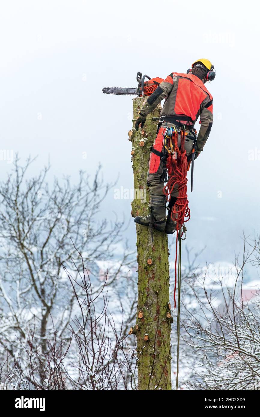 Arborist in safety harness cutting spruce with chainsaw from height ...