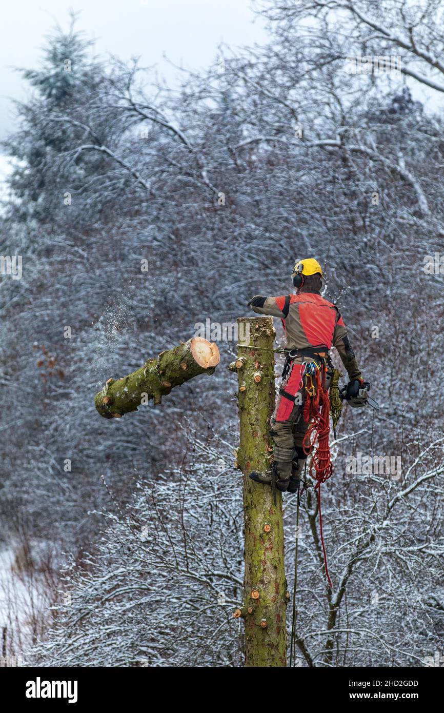 Arborist in safety harness cutting spruce with chainsaw from height