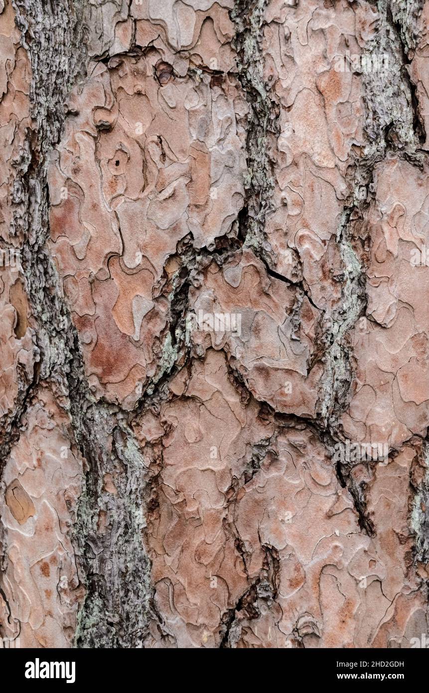 Close-up view of weathered outer pine tree bark (Conifer, Pinus, Pinoideae) with different layers and texture, abstract natural background Stock Photo