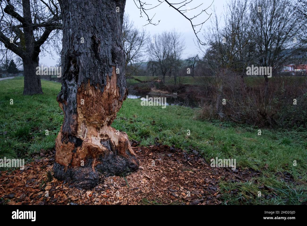 The Beaver is back in Germany and bite into the trees around the river Tauber. Stock Photo