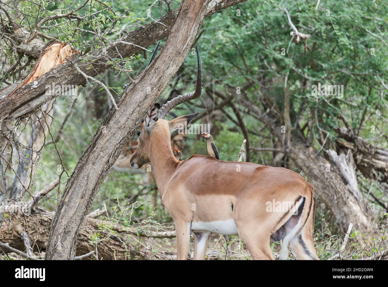 The impala, Aepyceros melampus, is a medium sized antelope found in eastern and southern Africa. Ram in the bush of an african landscape Stock Photo