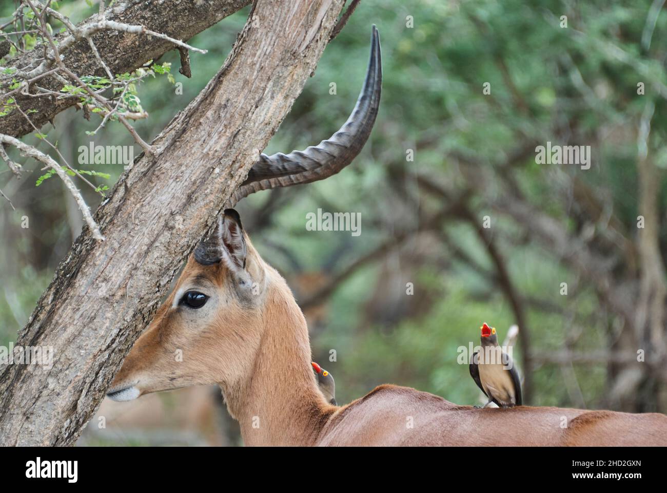 The impala, Aepyceros melampus, is a medium sized antelope found in eastern and southern Africa. Ram in the bush of an african landscape Stock Photo