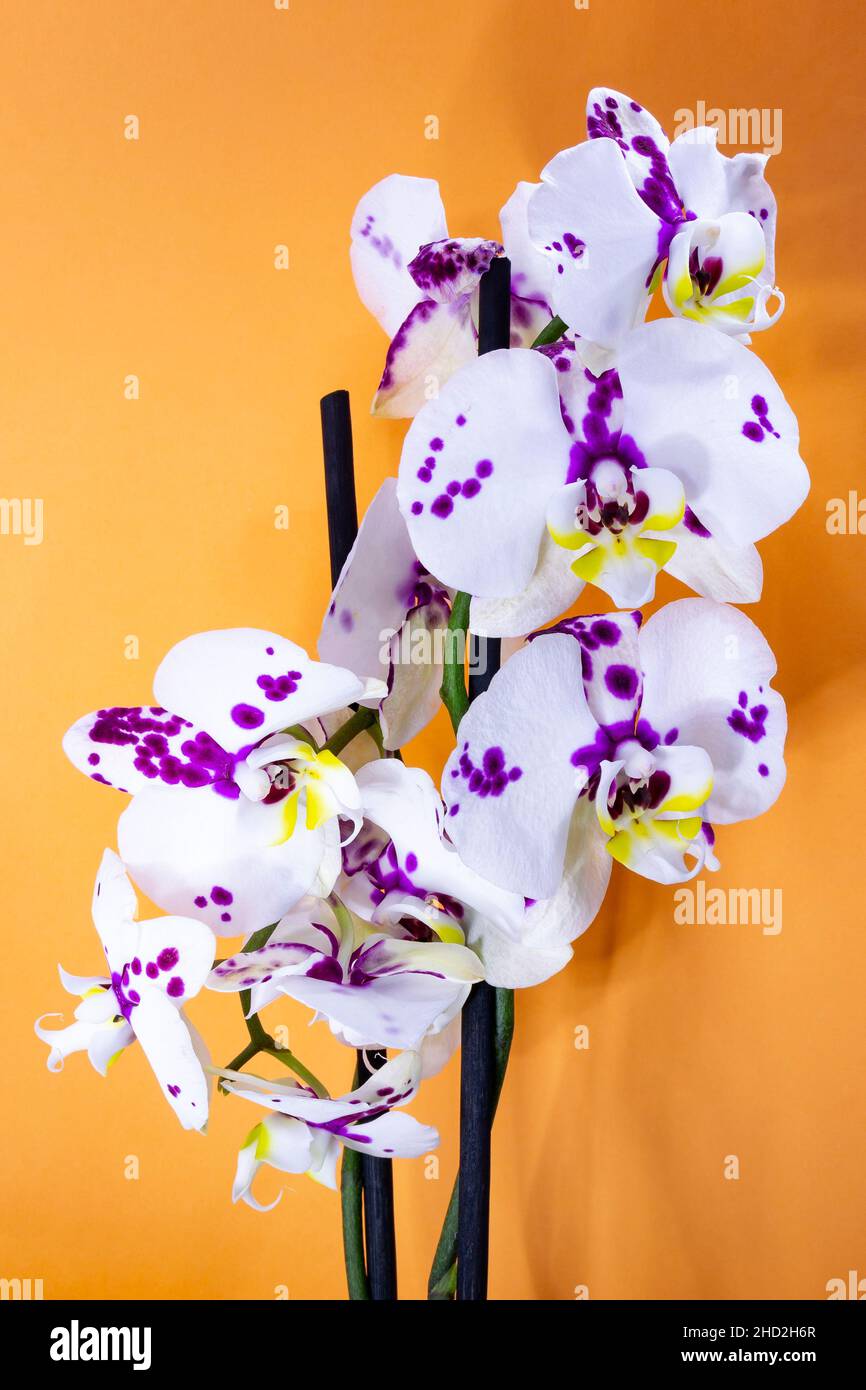 Phalaenopsis orchid flower on an orange background. Vertical