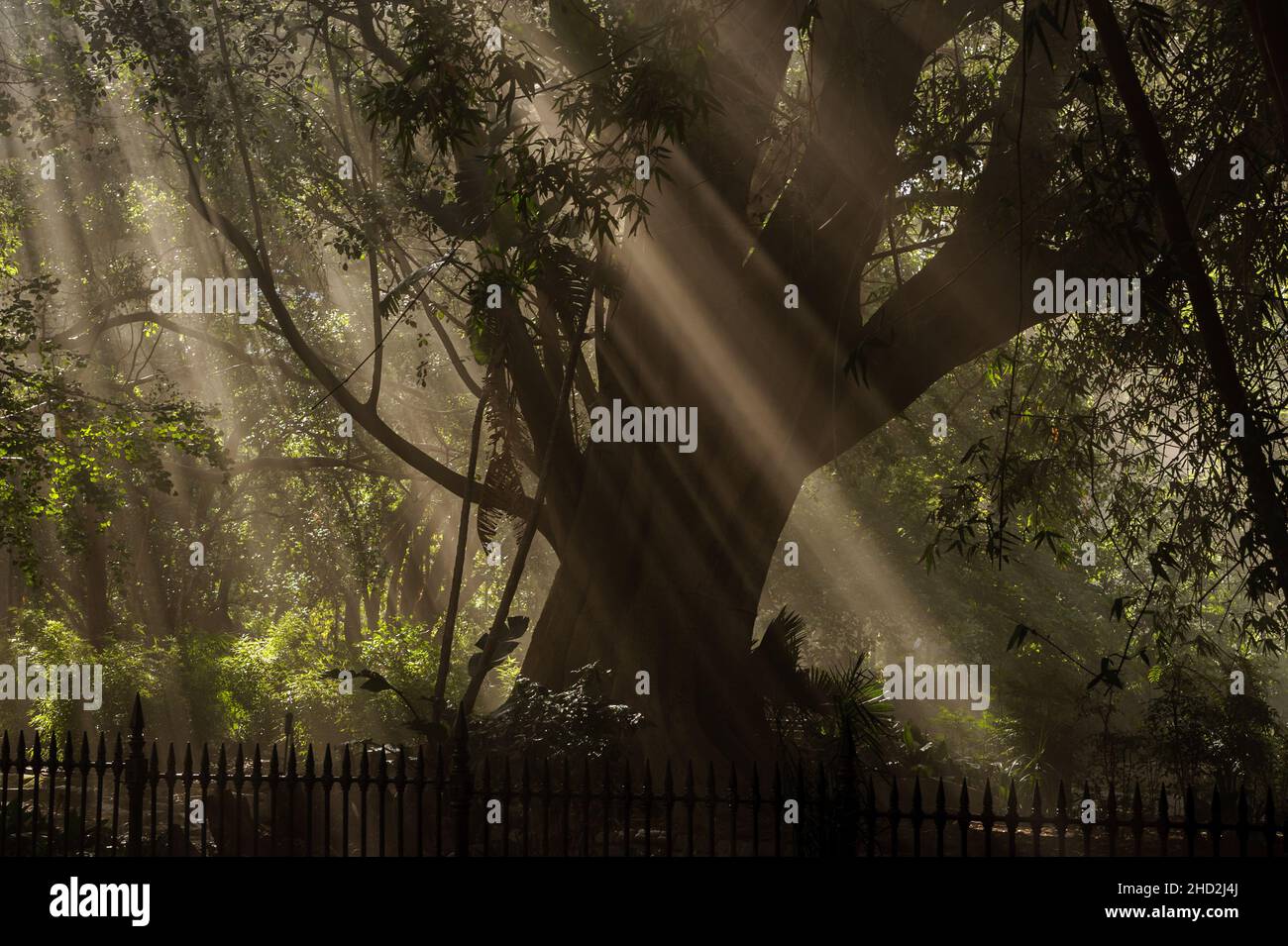 Smoke filters through Company Gardens arboretum, adjacent to South Africa's Parliament damaged by fire in Cape Town on 2 January 2022 Stock Photo