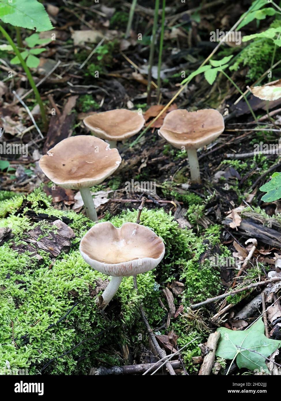 Pluteus cervinus, also known as Pluteus atricapillus, commonly called deer shield or fawn mushroom, wild fungus from Finland Stock Photo