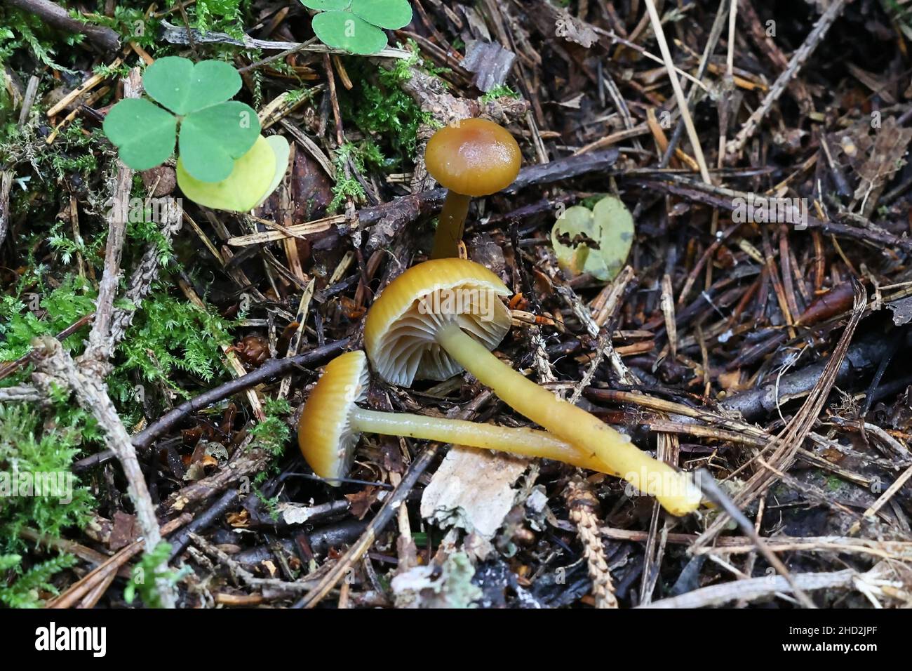 Hygrocybe laeta, also called Gliophorus laetus, commonly known as heath waxcap, wild mushroom from Finland Stock Photo