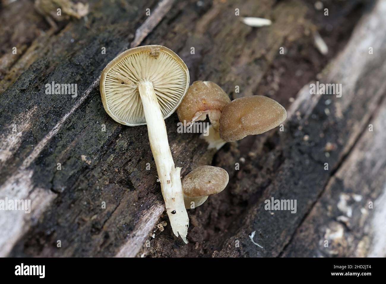 Simocybe centunculus, commonly known as dingy twiglet, wild mushroom from Finland Stock Photo