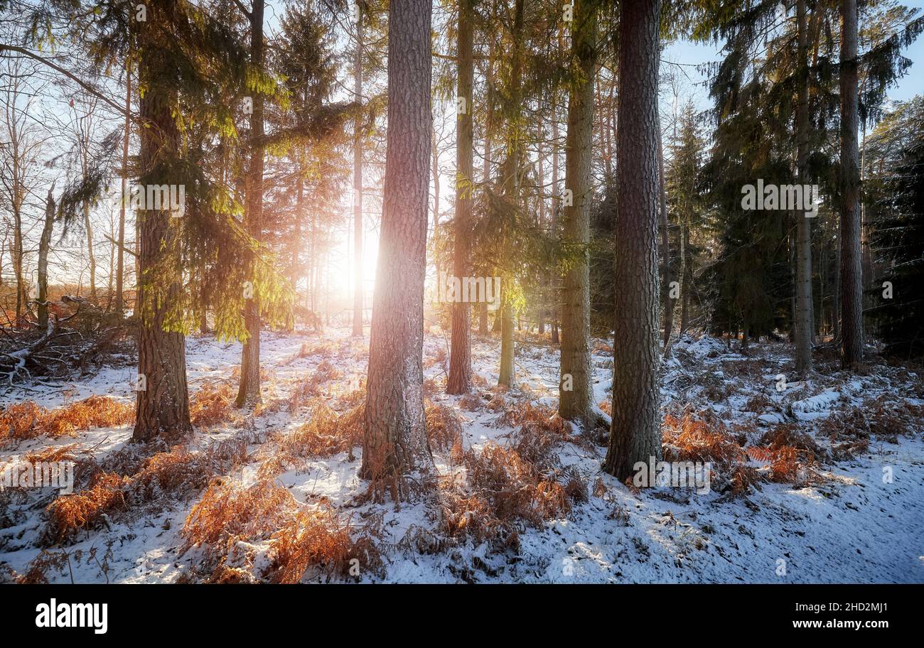Forest at sunset, beautiful winter landscape. Stock Photo