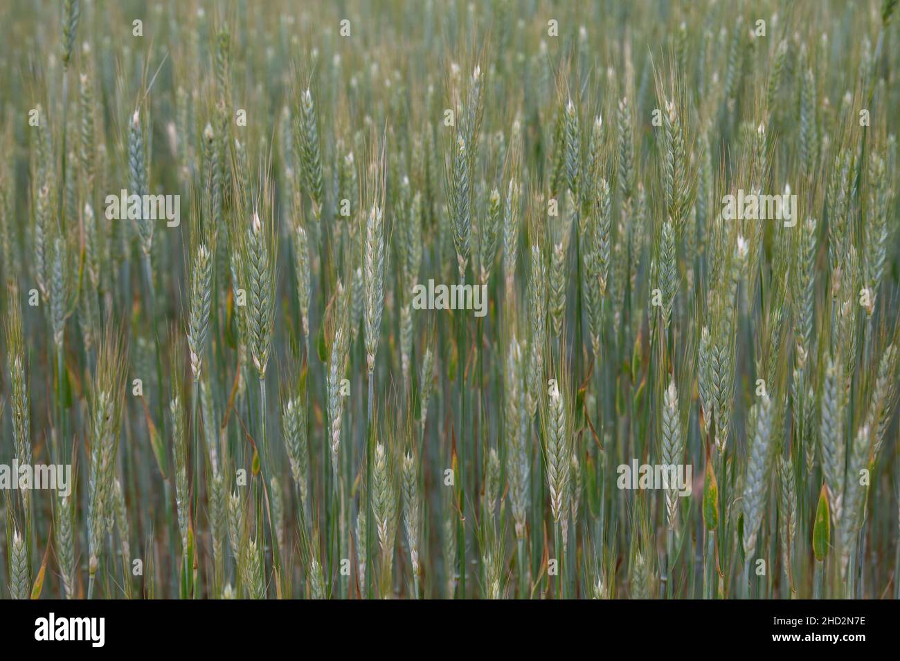 Secale cereale crop hi-res stock photography and images - Alamy