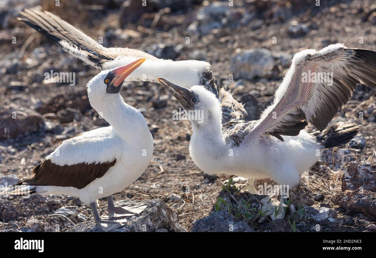 Closeup of Nazca booby parent and adolescent with spread wings standing in Galapagos landscape Stock Photo
