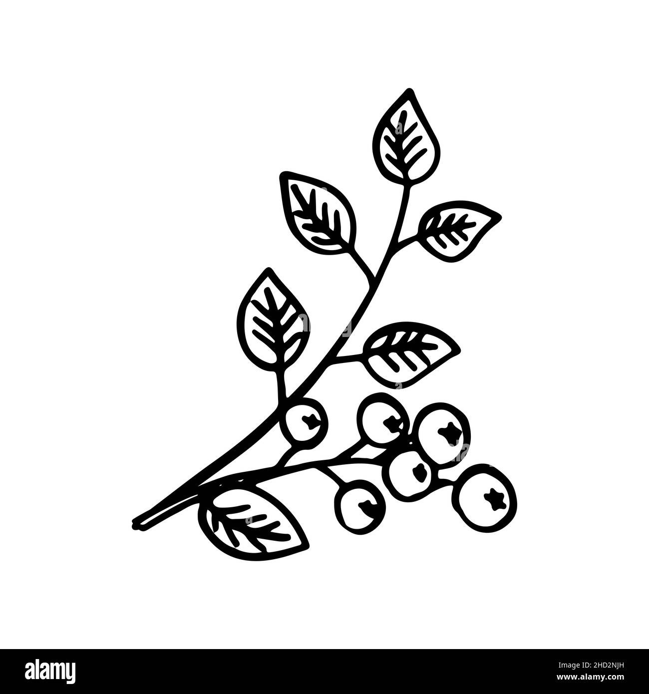 vector drawing by hand doodle twig, isolated Stock Vector Image & Art ...
