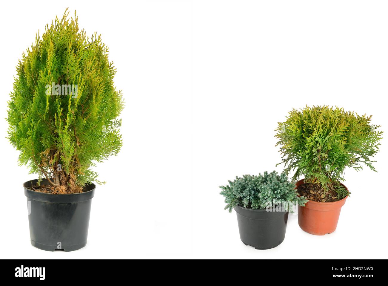 thuja and Juniper in flower pots isolated on white background. Free space  for text. Collage Stock Photo - Alamy