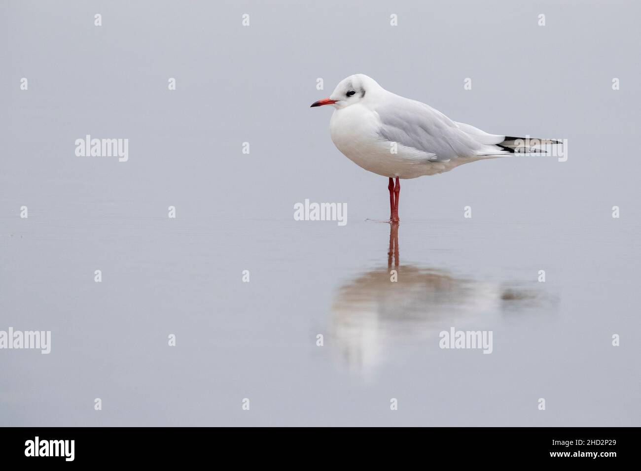 Black-heade Gull (Chroicocephalus ridibundus), side view of an adult in winter plumage standing in the water, Campania, Italy Stock Photo