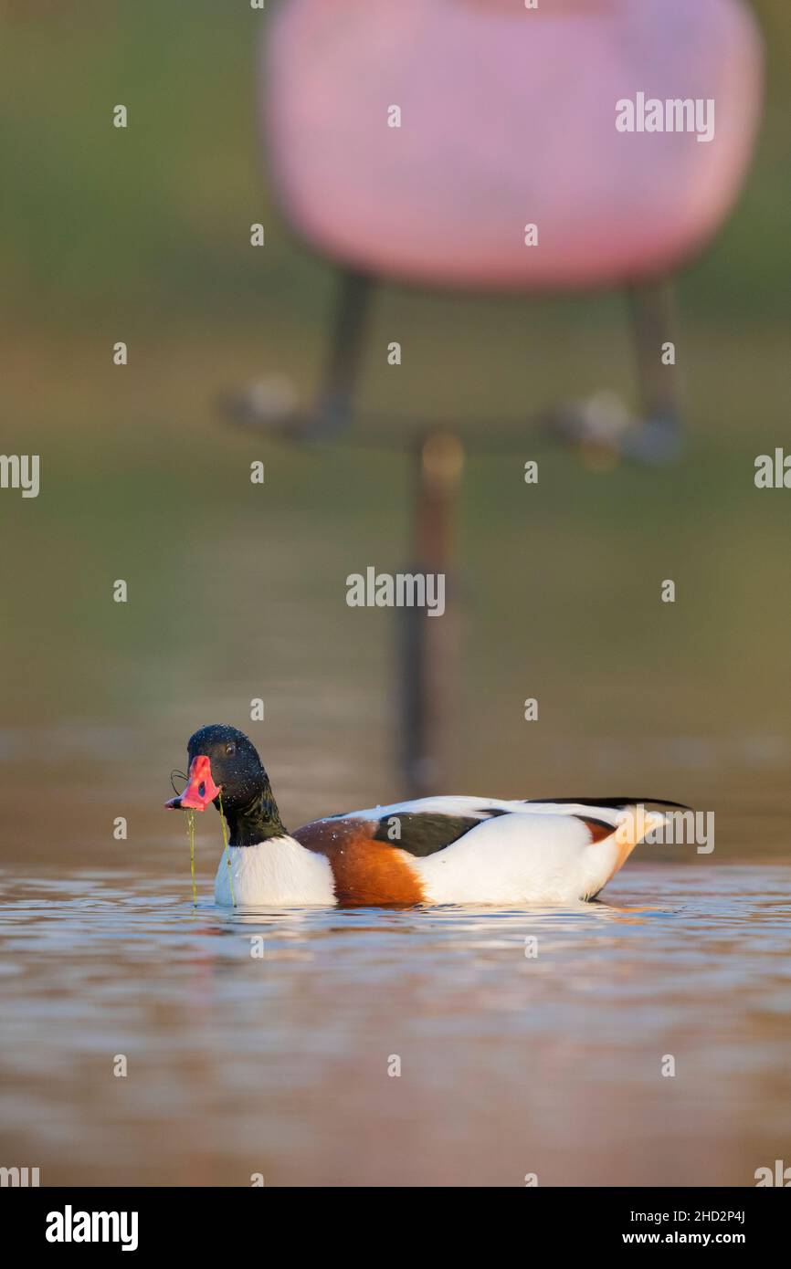 Common Shelduck (Tadorna tadorna), male in the water with a dumped chair in the background, Campania, Italy Stock Photo