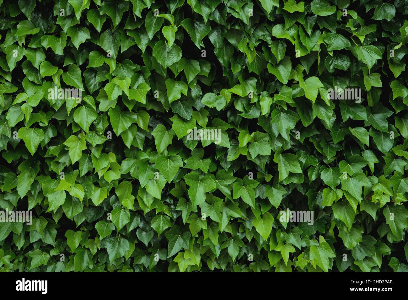 Natural wall cover with green ivy (Hedera Helix), natural home insulation Stock Photo