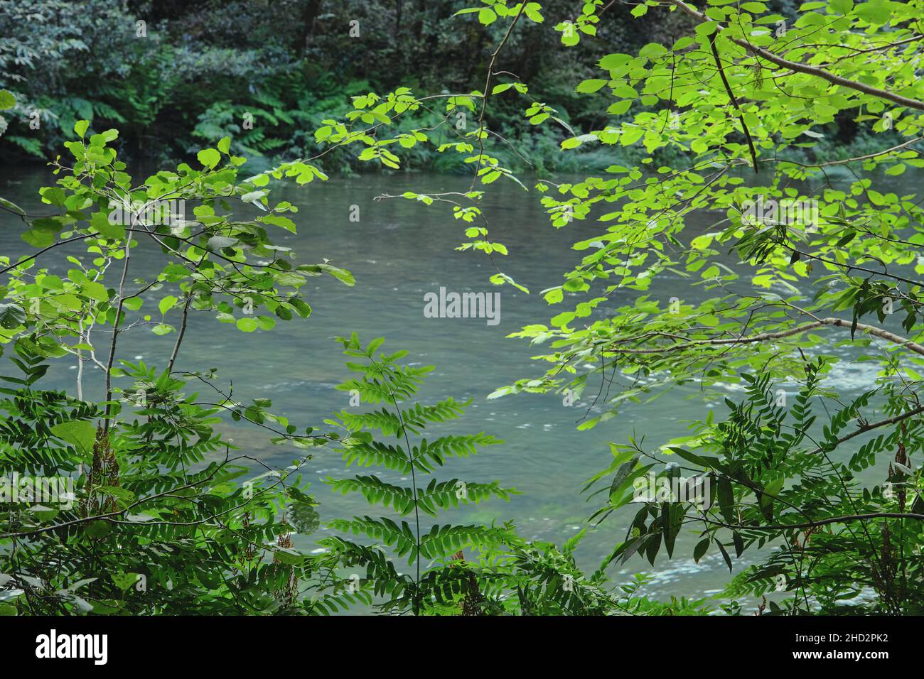 Green wild vegetation by the river Stock Photo - Alamy