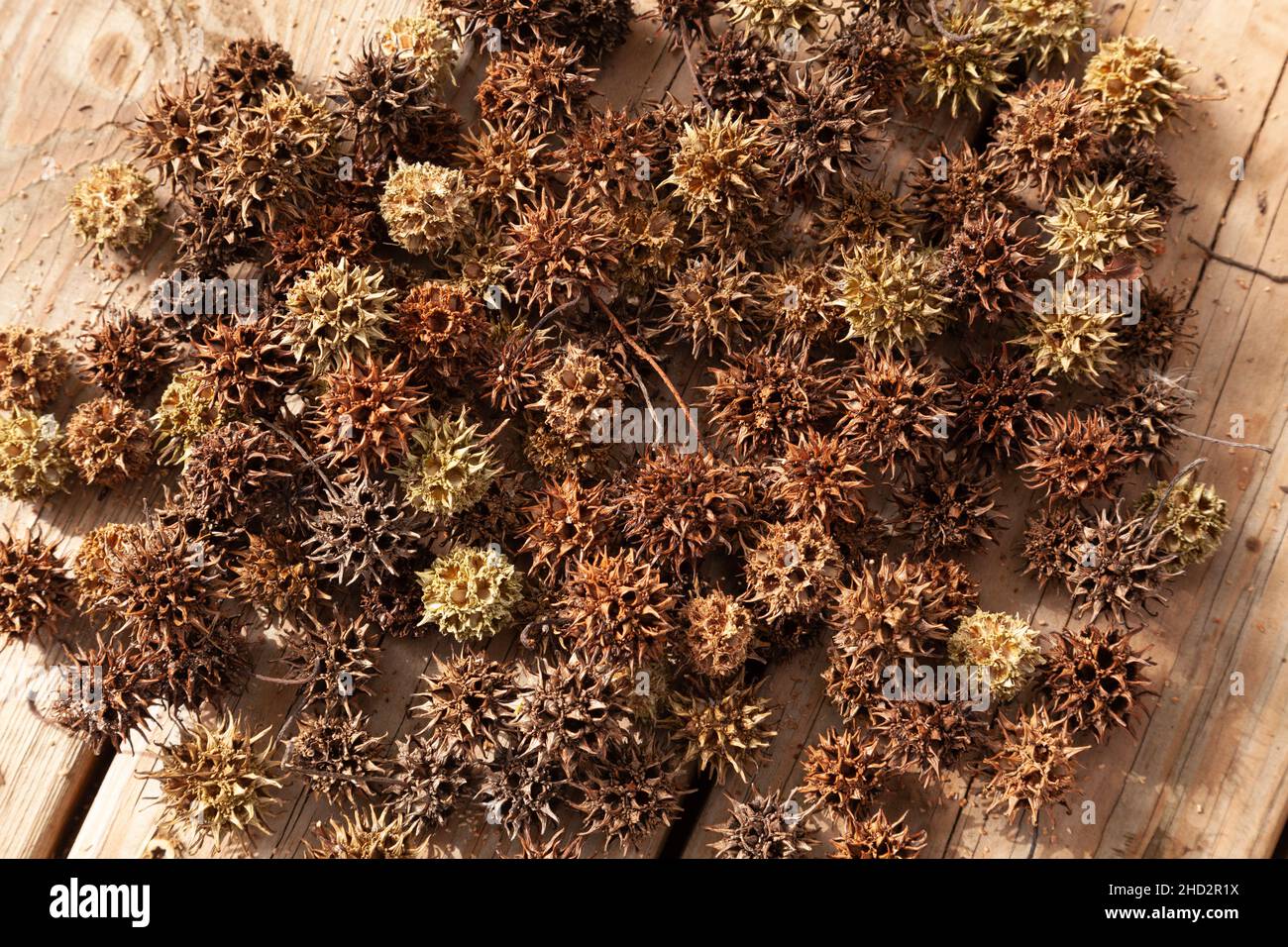 Top view of a sweet chestnut on a wooden floor on a sunny day Stock Photo