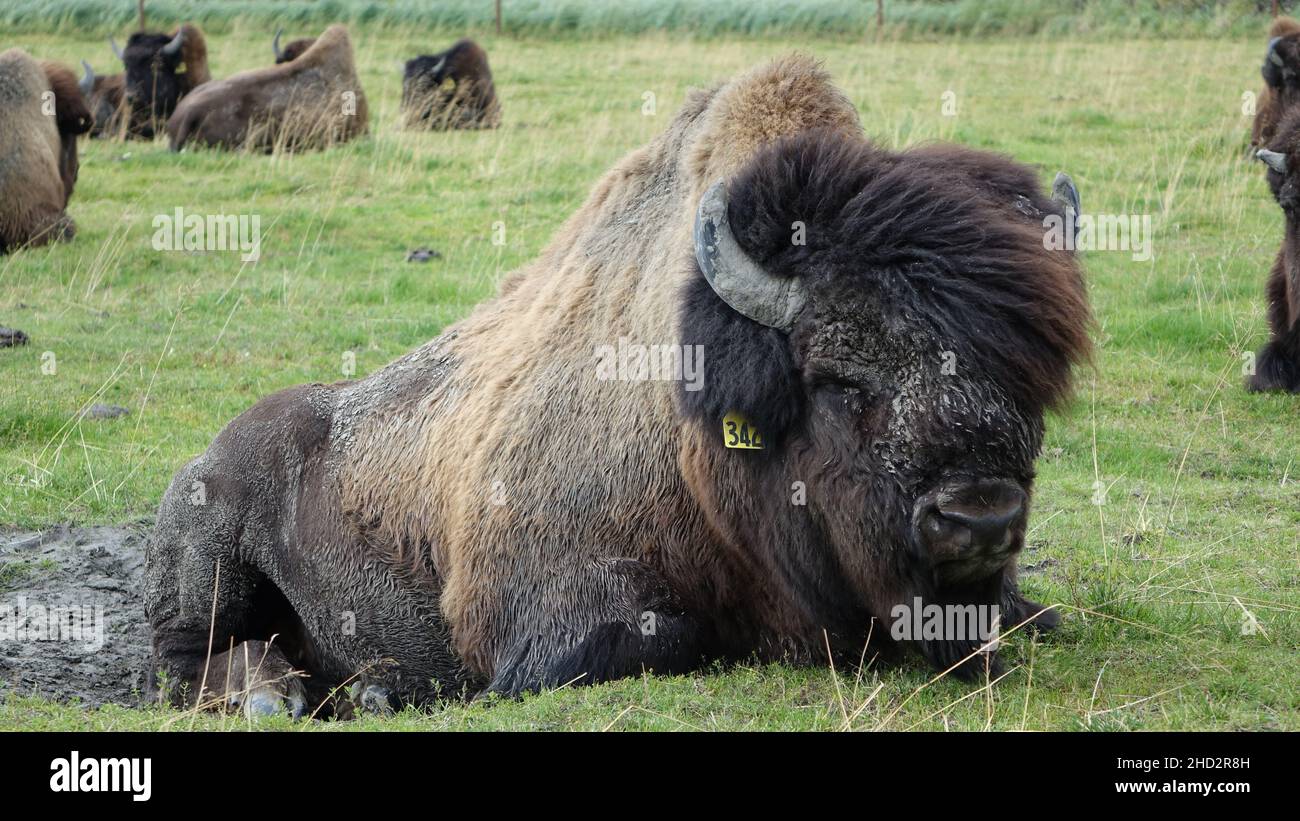Big bison lies on green grass, bisons in the background. In Alaska, USA. Stock Photo