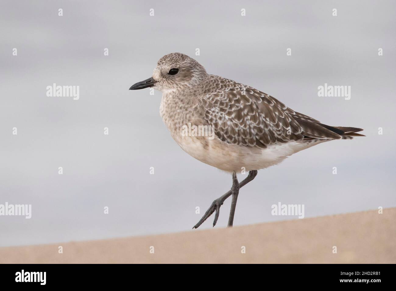 Grey Plover (Pluvialis squatarola), side view of an adult in winter plumage standing on the sand, Campania, Italy Stock Photo