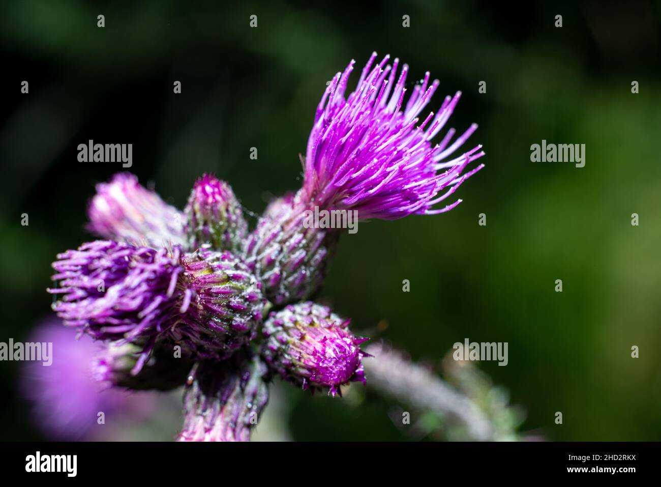 colorful mountain flowers with insect closeup Stock Photo