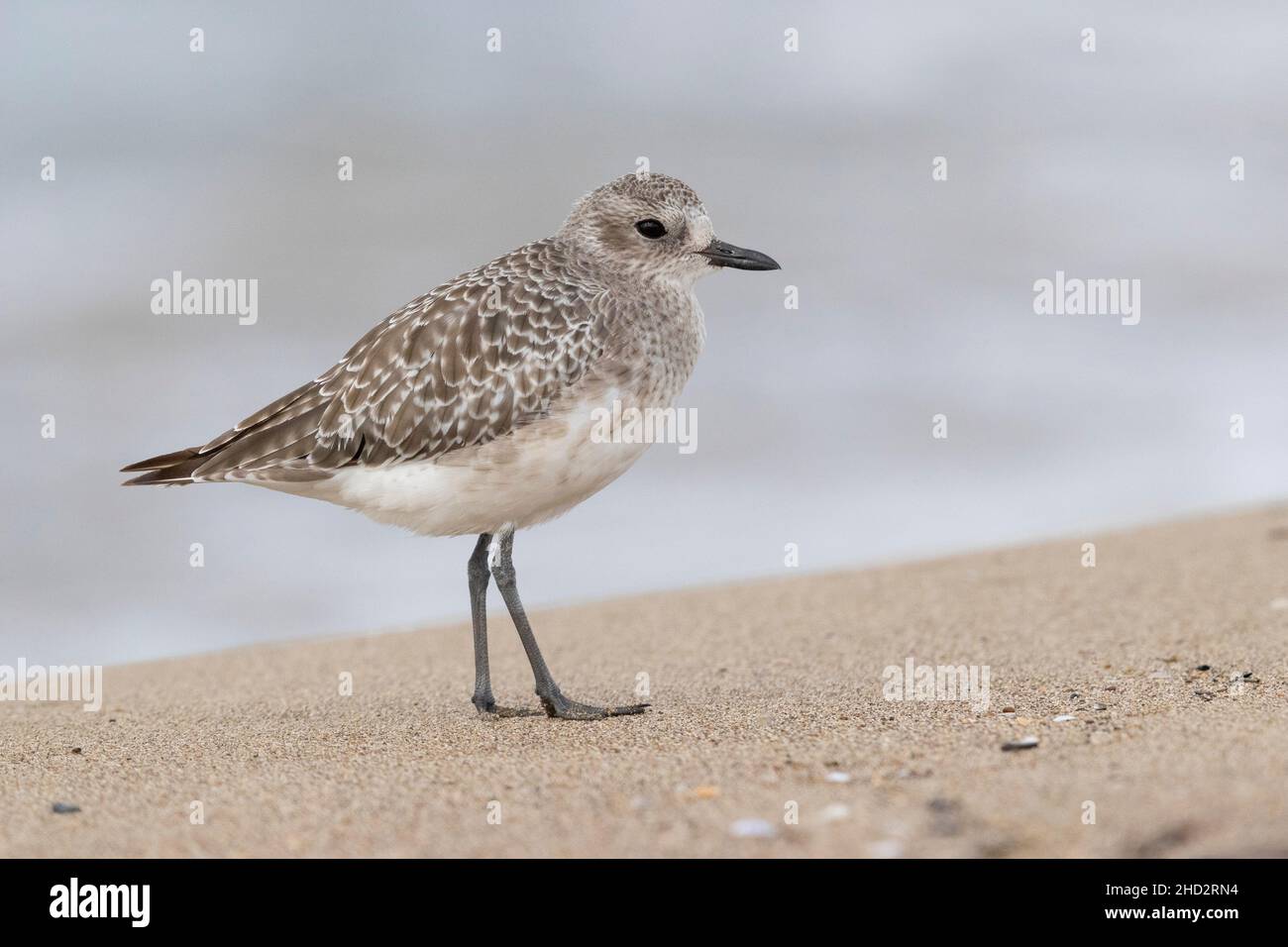 Grey Plover (Pluvialis squatarola), side view of an adult in winter plumage standing on the sand, Campania, Italy Stock Photo